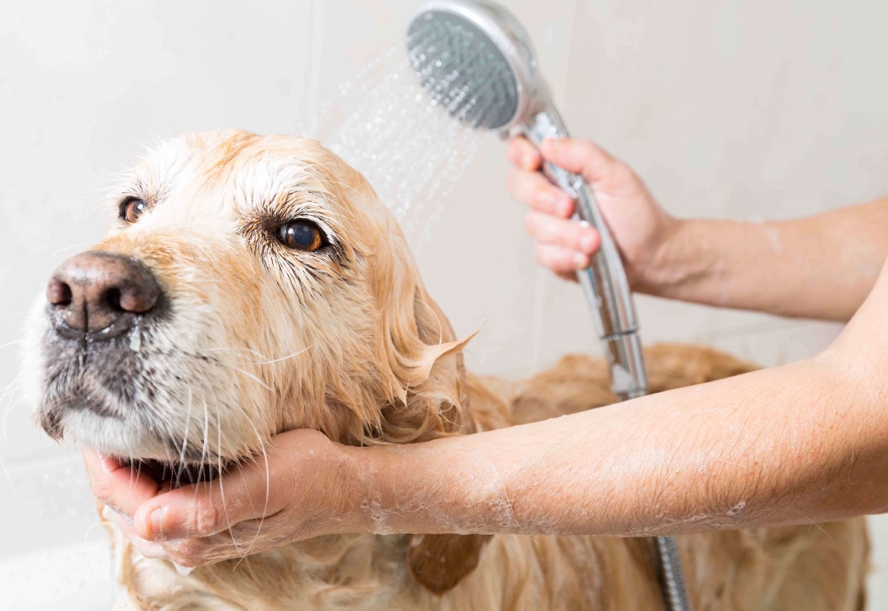 Baño Canino perro grande-gigante